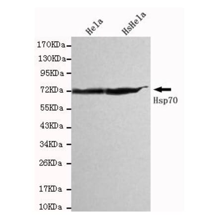 Anti-HSP70 (C-terminus) Antibody from Bioworld Technology (MB0016) - Antibodies.com