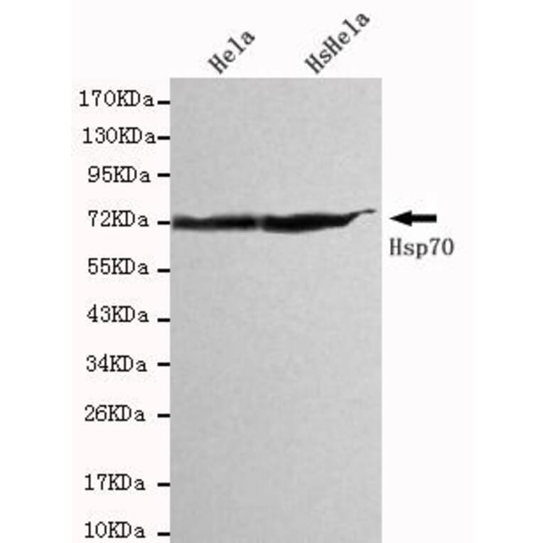 Anti-HSP70 (C-terminus) Antibody from Bioworld Technology (MB0016) - Antibodies.com