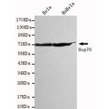Anti-HSP70 (C-terminus) Antibody from Bioworld Technology (MB0016) - Antibodies.com