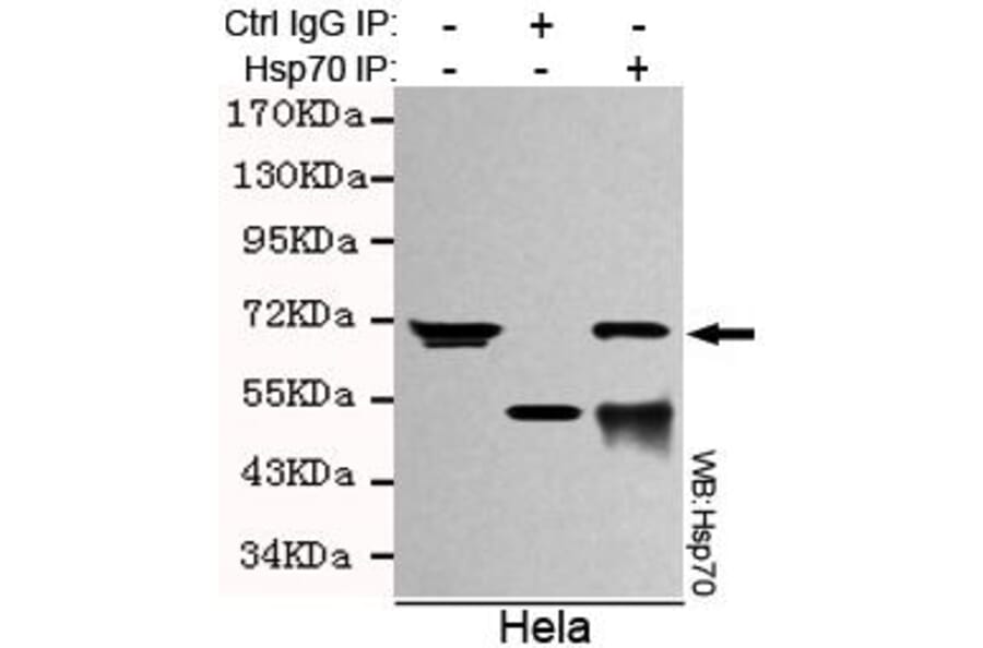Anti-HSP70 (C-terminus) Antibody from Bioworld Technology (MB0016) - Antibodies.com