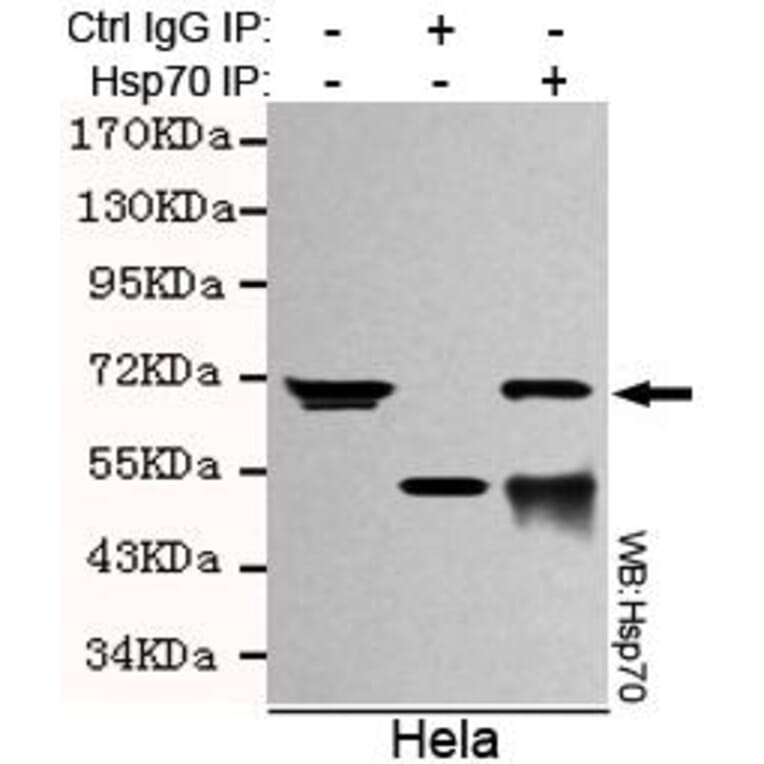 Anti-HSP70 (C-terminus) Antibody from Bioworld Technology (MB0016) - Antibodies.com