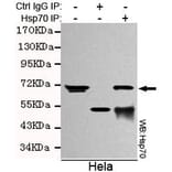 Anti-HSP70 (C-terminus) Antibody from Bioworld Technology (MB0016) - Antibodies.com