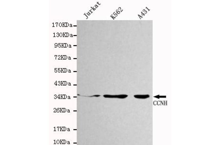 Anti-Cyclin H Antibody from Bioworld Technology (MB0018) - Antibodies.com