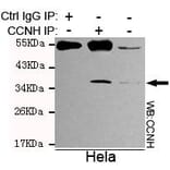 Anti-Cyclin H Antibody from Bioworld Technology (MB0018) - Antibodies.com