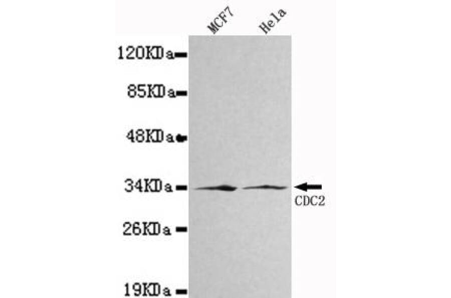 Anti-Cdk1/Cdc2 Antibody from Bioworld Technology (MB0019) - Antibodies.com