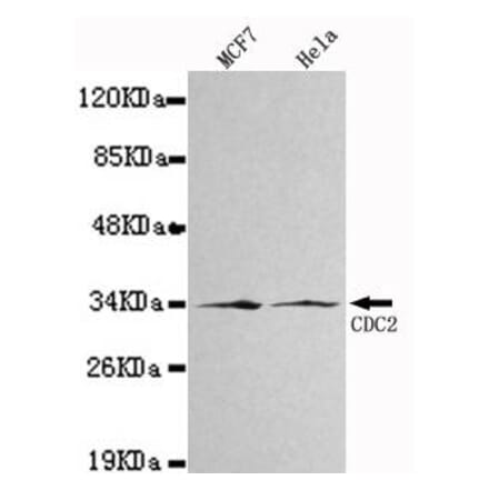 Anti-Cdk1/Cdc2 Antibody from Bioworld Technology (MB0019) - Antibodies.com
