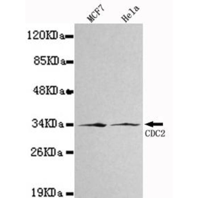 Anti-Cdk1/Cdc2 Antibody from Bioworld Technology (MB0019) - Antibodies.com