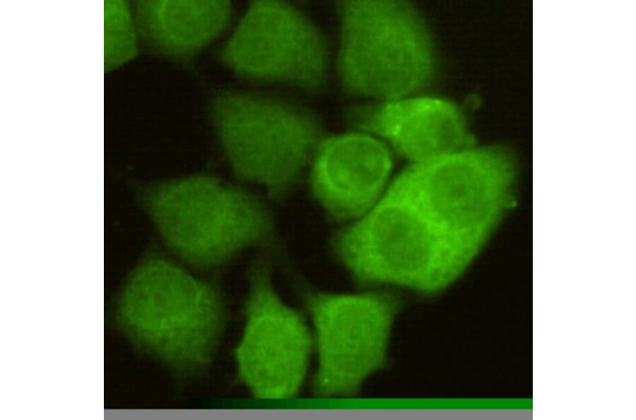 Anti-Cdk1/Cdc2 Antibody from Bioworld Technology (MB0019) - Antibodies.com