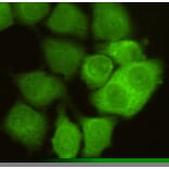 Anti-Cdk1/Cdc2 Antibody from Bioworld Technology (MB0019) - Antibodies.com