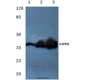 Anti-GAPDH (1A6) Antibody from Bioworld Technology (MB001H) - Antibodies.com