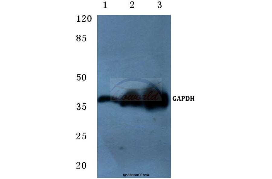 Anti-GAPDH (1A6) Antibody from Bioworld Technology (MB001H) - Antibodies.com