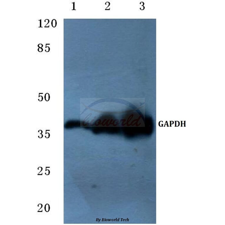 Anti-GAPDH (1A6) Antibody from Bioworld Technology (MB001H) - Antibodies.com
