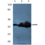 Anti-GAPDH (1A6) Antibody from Bioworld Technology (MB001H) - Antibodies.com