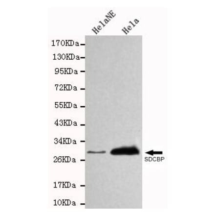 Anti-SDCBP Antibody from Bioworld Technology (MB0021) - Antibodies.com