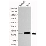 Anti-SDCBP Antibody from Bioworld Technology (MB0021) - Antibodies.com