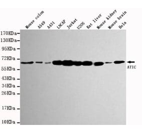 Anti-ATIC Antibody from Bioworld Technology (MB0029) - Antibodies.com