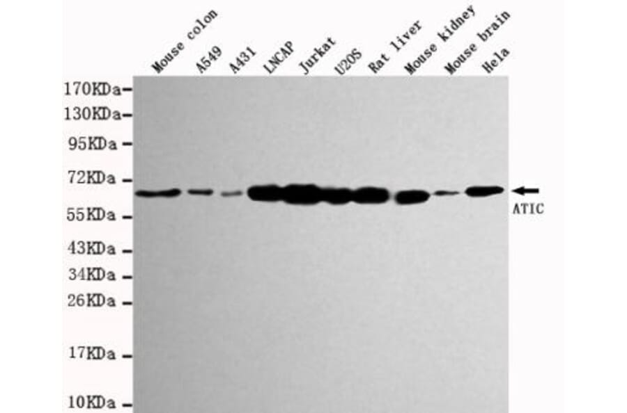 Anti-ATIC Antibody from Bioworld Technology (MB0029) - Antibodies.com