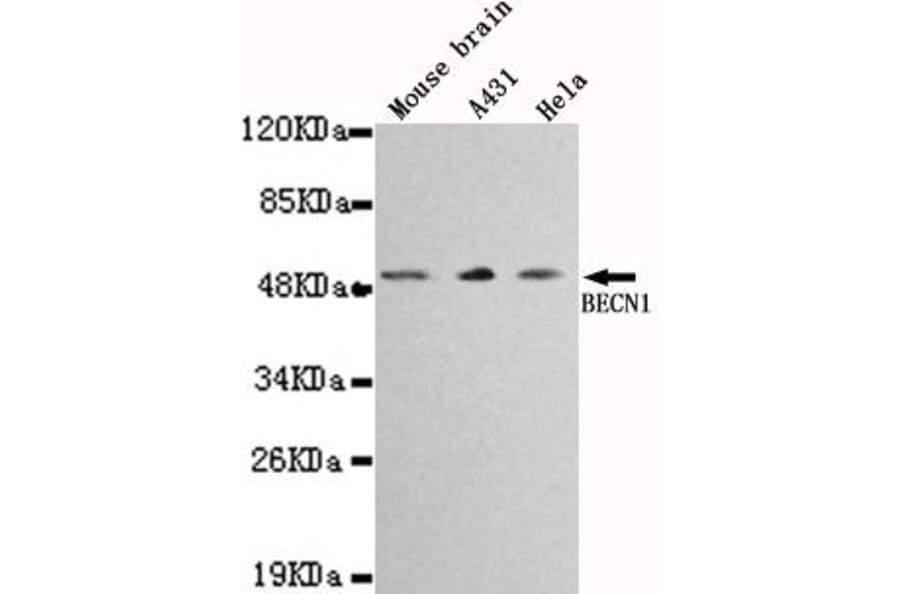 Anti-Beclin 1 Antibody from Bioworld Technology (MB0030) - Antibodies.com