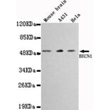 Anti-Beclin 1 Antibody from Bioworld Technology (MB0030) - Antibodies.com