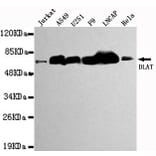 Anti-DLAT Antibody from Bioworld Technology (MB0031) - Antibodies.com