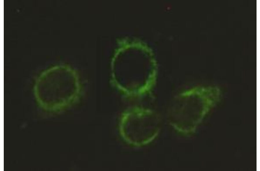 Anti-DLAT Antibody from Bioworld Technology (MB0031) - Antibodies.com