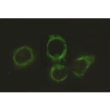 Anti-DLAT Antibody from Bioworld Technology (MB0031) - Antibodies.com