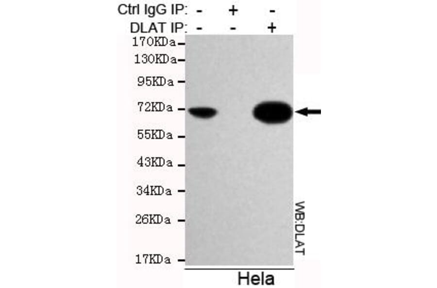 Anti-DLAT Antibody from Bioworld Technology (MB0031) - Antibodies.com