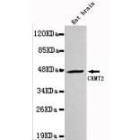 Anti-CKMT2 Antibody from Bioworld Technology (MB0033) - Antibodies.com