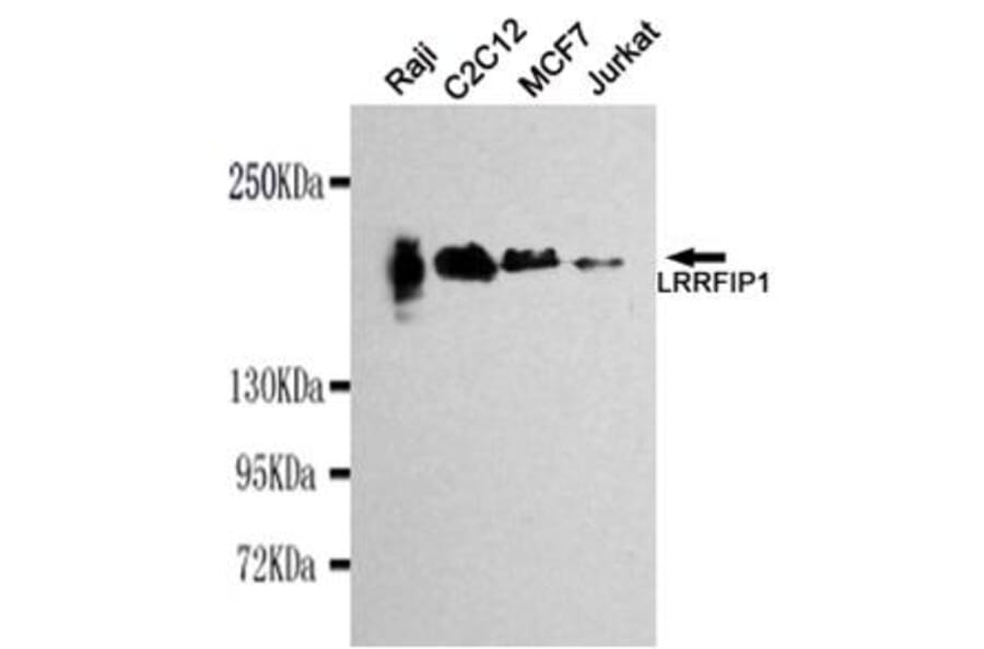 Anti-LRRFIP1 Antibody from Bioworld Technology (MB0034) - Antibodies.com