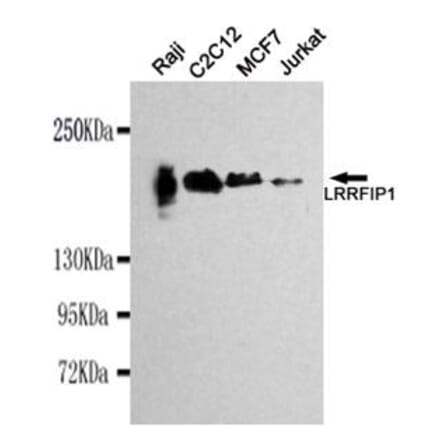 Anti-LRRFIP1 Antibody from Bioworld Technology (MB0034) - Antibodies.com