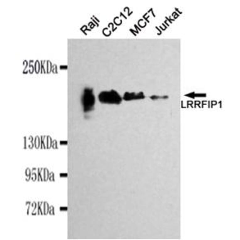Anti-LRRFIP1 Antibody from Bioworld Technology (MB0034) - Antibodies.com