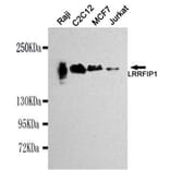 Anti-LRRFIP1 Antibody from Bioworld Technology (MB0034) - Antibodies.com