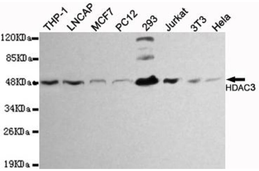 Anti-HDAC3 Antibody from Bioworld Technology (MB0035) - Antibodies.com