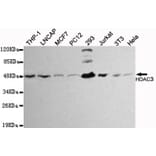 Anti-HDAC3 Antibody from Bioworld Technology (MB0035) - Antibodies.com