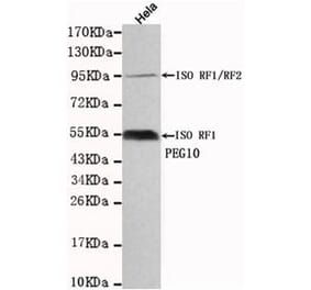 Anti-PEG10 Antibody from Bioworld Technology (MB0036) - Antibodies.com