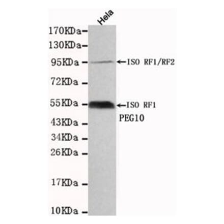 Anti-PEG10 Antibody from Bioworld Technology (MB0036) - Antibodies.com