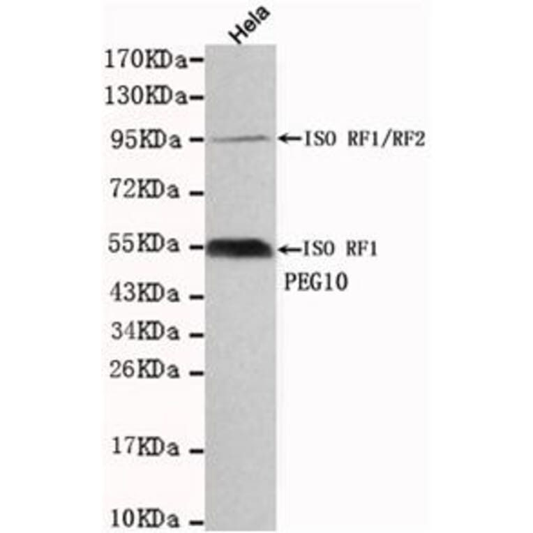 Anti-PEG10 Antibody from Bioworld Technology (MB0036) - Antibodies.com