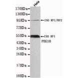 Anti-PEG10 Antibody from Bioworld Technology (MB0036) - Antibodies.com