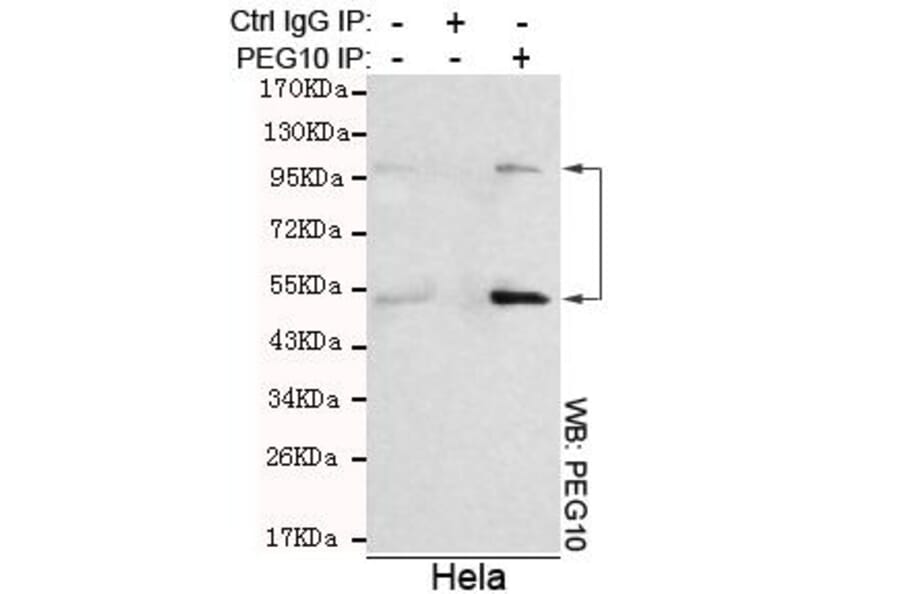 Anti-PEG10 Antibody from Bioworld Technology (MB0036) - Antibodies.com