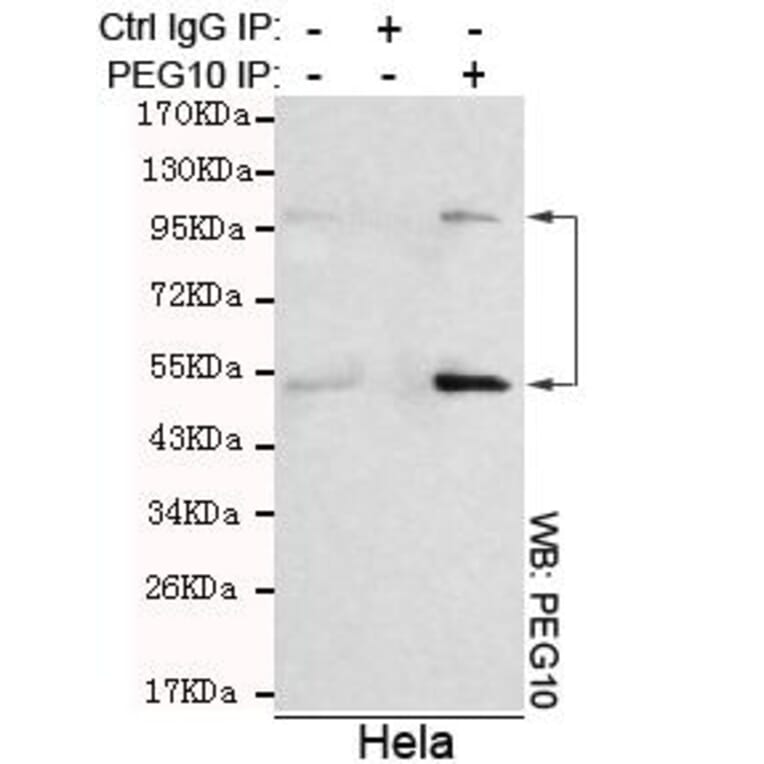 Anti-PEG10 Antibody from Bioworld Technology (MB0036) - Antibodies.com