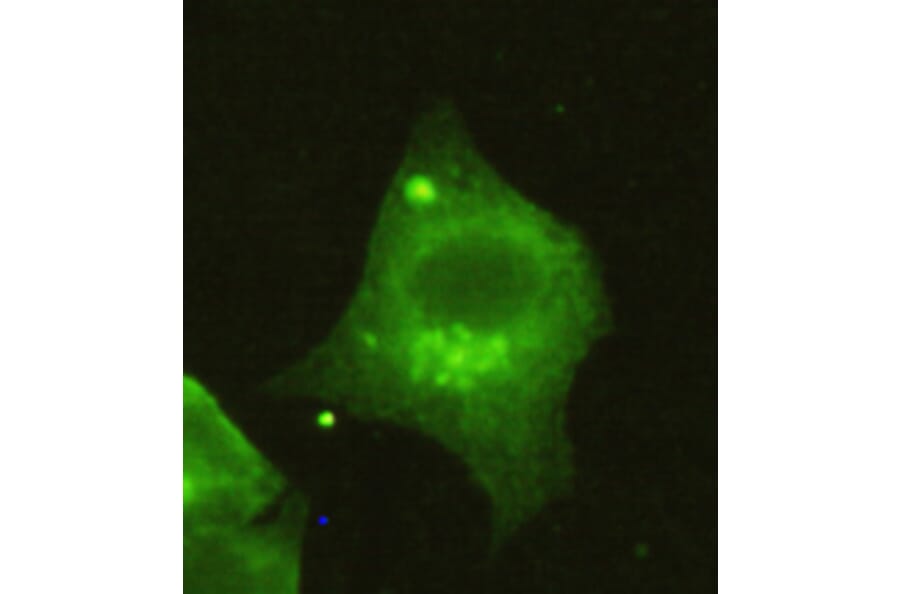 Anti-HDAC4 (N-terminus) Antibody from Bioworld Technology (MB0041) - Antibodies.com