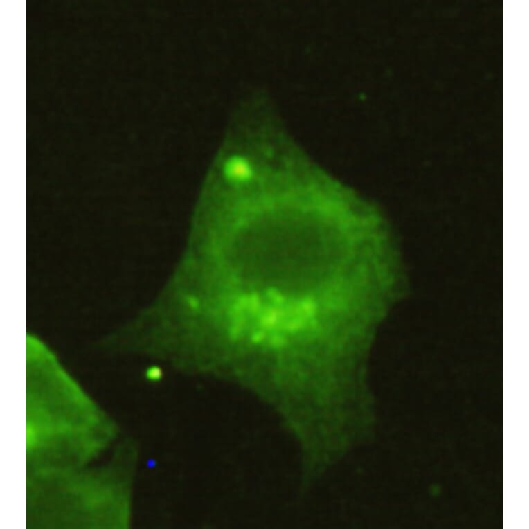 Anti-HDAC4 (N-terminus) Antibody from Bioworld Technology (MB0041) - Antibodies.com