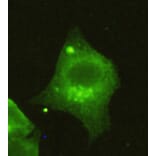 Anti-HDAC4 (N-terminus) Antibody from Bioworld Technology (MB0041) - Antibodies.com
