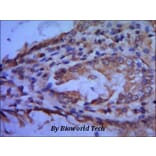 Anti-TFIIB Antibody from Bioworld Technology (MB0045) - Antibodies.com