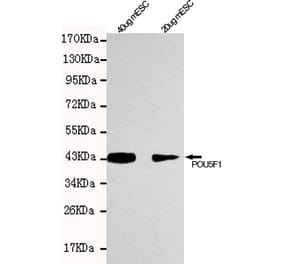 Anti-POU5F1 / OCT4 Antibody from Bioworld Technology (MB0046) - Antibodies.com