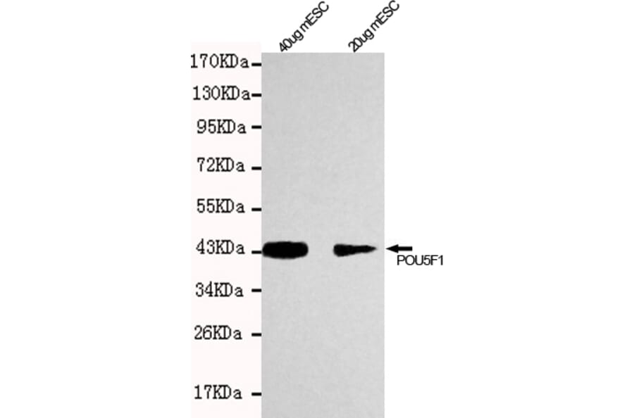 Anti-POU5F1 / OCT4 Antibody from Bioworld Technology (MB0046) - Antibodies.com