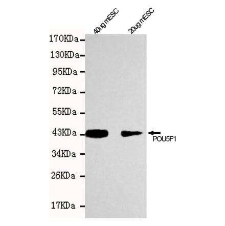 Anti-POU5F1 / OCT4 Antibody from Bioworld Technology (MB0046) - Antibodies.com