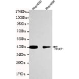 Anti-POU5F1 / OCT4 Antibody from Bioworld Technology (MB0046) - Antibodies.com