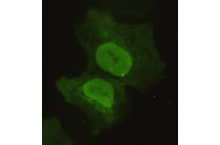 Anti-POU5F1 / OCT4 Antibody from Bioworld Technology (MB0046) - Antibodies.com