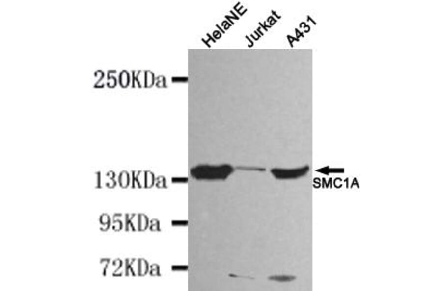 Anti-SMC1A (N-terminus) Antibody from Bioworld Technology (MB0047) - Antibodies.com